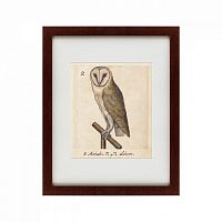картина: one owl, 1560 в Белгороде