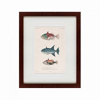 картина: tropical fish, 1830 в Белгороде
