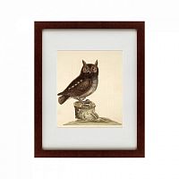 картина: the little owl, 1731 в Белгороде