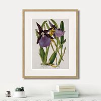 картина: exotic plants of the world №10, 1815г. в Белгороде