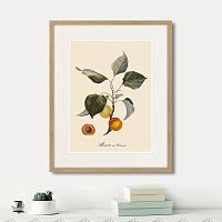 картина: juicy fruit lithography №2, 1870г. в Белгороде