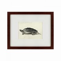 картина: a hand-painted illustration of a burmese roofed turtle, 1873 в Белгороде