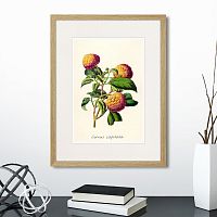 картина: botany illustration №22, 1836г. в Белгороде