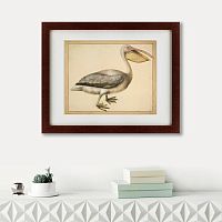 картина: a european pelican, 1635г. в Белгороде