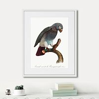 картина: beautiful parrots №6, 1872г. в Белгороде