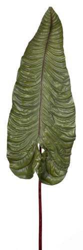 декор alocasia в Белгороде