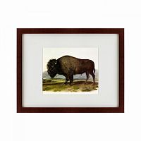 картина: american bison, 1845 в Белгороде