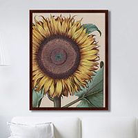 картина: large sunflower (flos solis maior), 1713г. в Белгороде