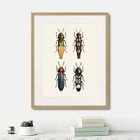 картина: assorted beetles №5, 1735г. в Белгороде