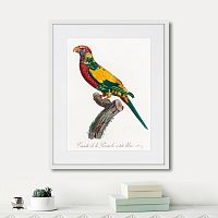 картина: beautiful parrots №7, 1872г. в Белгороде