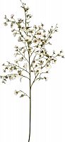 декор oncidium orchid в Белгороде
