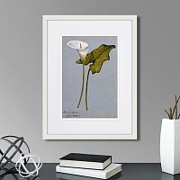 картина: arum lily, 1899г. в Белгороде
