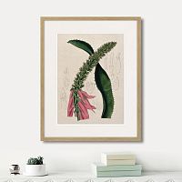 картина: exotic plants of the world №2, 1815г. в Белгороде