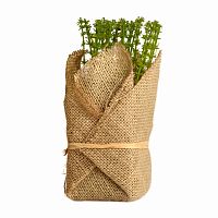 растение декоративное potted herb polini в Белгороде