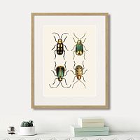 картина: assorted beetles №8, 1735г. в Белгороде