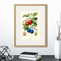картина: botany illustration №21, 1836г. в Белгороде