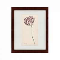 картина: tulp №2, 1815 в Белгороде