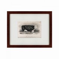 картина: a hereford bull, 1849 в Белгороде