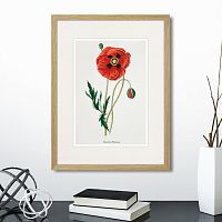 картина: botany illustration №15, 1836г. в Белгороде