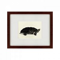 картина: an arakan forest turtle, 1873 в Белгороде