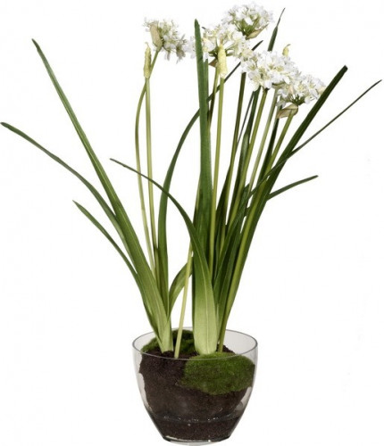 декор allium в Белгороде