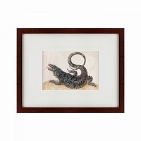 картина: black tegu lizard, 1700 в Белгороде