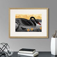 картина: common american swan (black), 1838г. в Белгороде