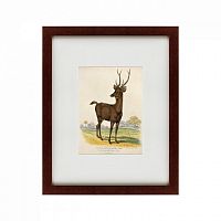 картина: a rusa deer, 1830 в Белгороде