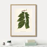 картина: fragmenta botanica №10, 1809г. в Белгороде