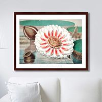 картина: a gigantic water lily in bloom, 1870г. в Белгороде