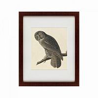 картина: great gray owl, 1834 в Белгороде