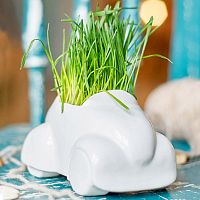 набор для выращивания eco машина в Белгороде