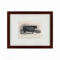 картина: a devon bull, 1849 в Белгороде