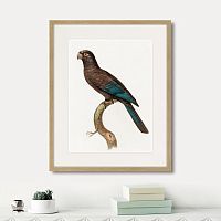 картина: beautiful parrots №10, 1872г. в Белгороде