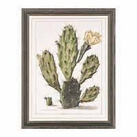 постер opuntia cactus зеленый в Белгороде