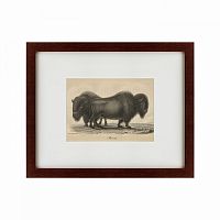 картина: bison, 1828 в Белгороде