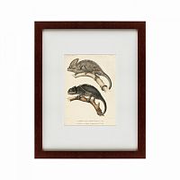 картина: des reptiles, 1705 в Белгороде