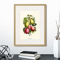 картина: botany illustration №20, 1836г. в Белгороде