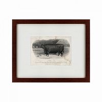 картина: a devon steer, 1869 в Белгороде