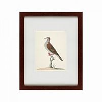 картина: the brown bird в Белгороде
