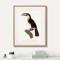 картина: beautiful toucans №1, 1806г. в Белгороде