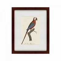 картина: ara macao (scarlet macaw), 1801 в Белгороде