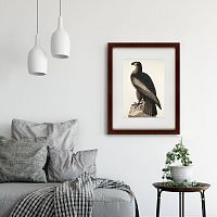картина: great american sea eagle, 1837 в Белгороде