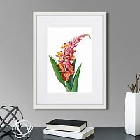 картина: caribian flora pink alpinia, 1740г. в Белгороде
