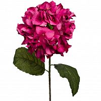 гортензия алая 85 см (12) в Белгороде