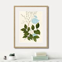картина: fragmenta botanica №3, 1809г. в Белгороде