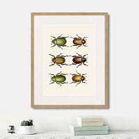 картина: assorted beetles №11, 1735г. в Белгороде