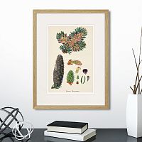картина: botany illustration №2, 1836г. в Белгороде