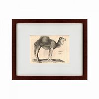 картина: arabian camel, 1809 в Белгороде