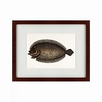 картина: sole fish, 1722 в Белгороде